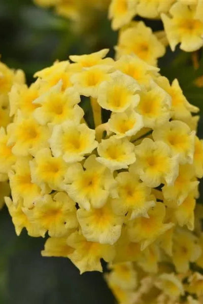 Lantana 'Shamrock Butterscotch Glow' flowers in bloom up close ©Clesen Wholesale