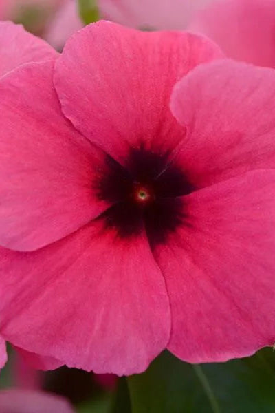 Vinca 'Tattoo Raspberry' up close and in bloom ©Clesen Wholesale