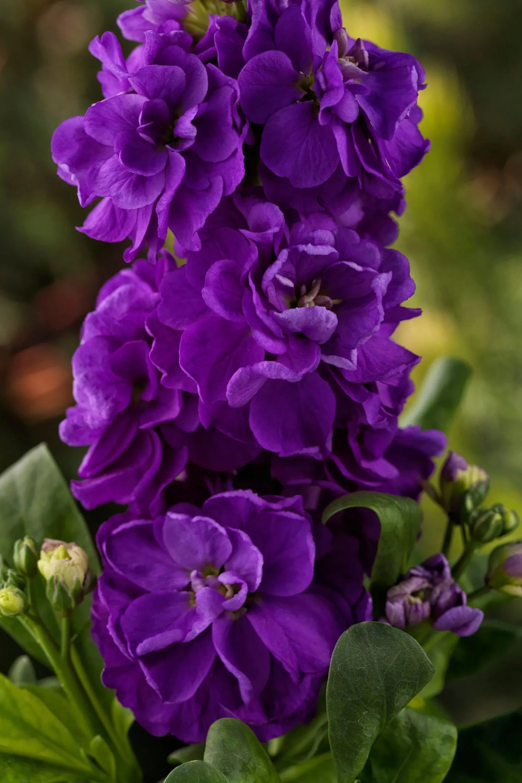 Stock 'Mime Purple' in bloom and up close ©Clesen Wholesale