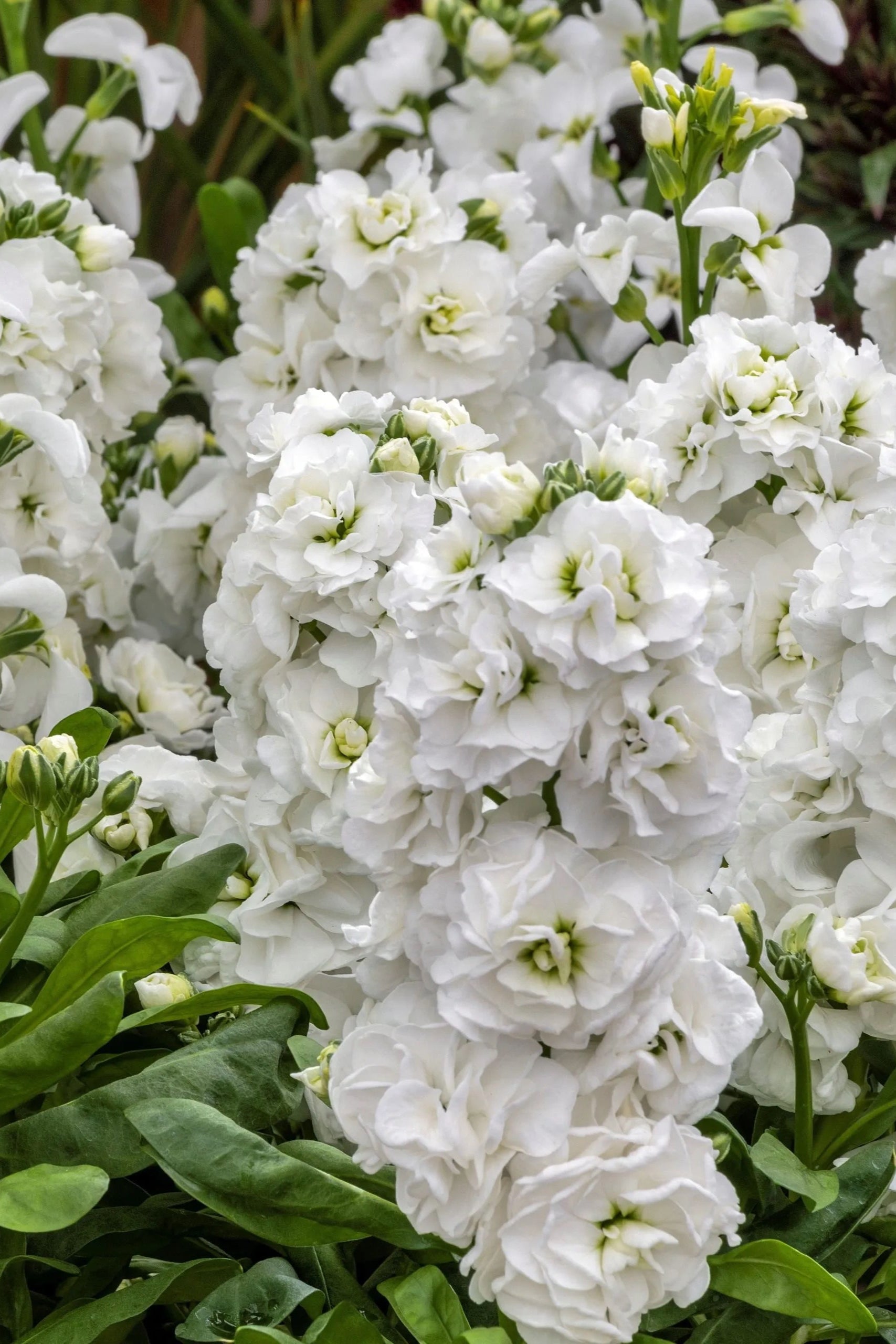 Stock 'Mime White' in bloom and up close ©Clesen Wholesale