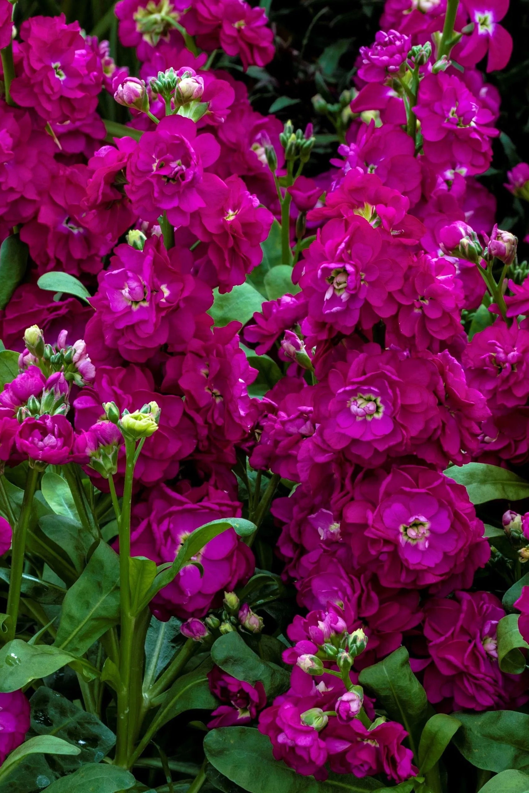Stock 'Mime Rose' in bloom and up close ©Clesen Wholesale