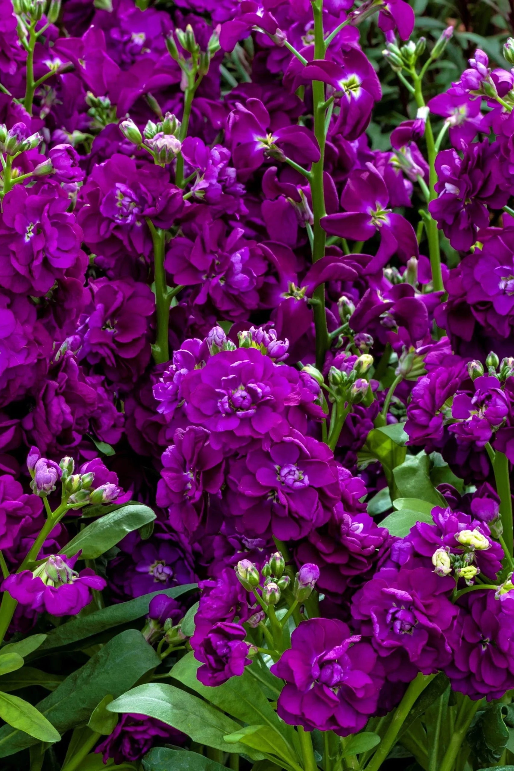 Stock 'Mime Blue' in bloom and up close ©Clesen Wholesale