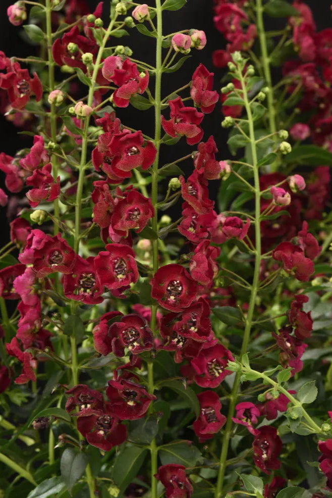 Angelonia 'Archangel Ruby Sangria' up close and in bloom ©Clesen Wholesale