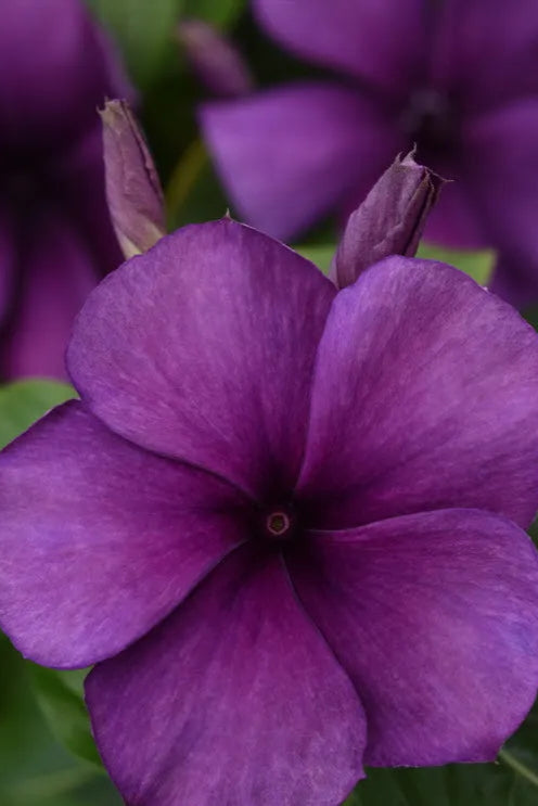 Vinca 'Tattoo Blueberry' up close and in bloom ©Clesen Wholesale