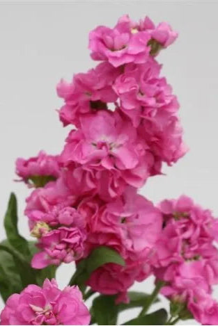 Stock 'Mime Pink' in bloom and up close ©Clesen Wholesale
