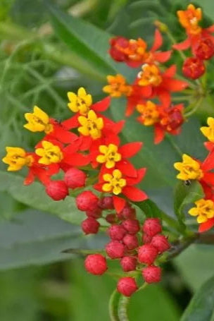 Asclepias curassavica orange and yellow flowers up close ©Clesen Wholesale