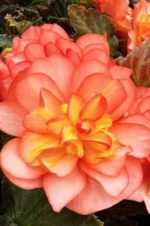 Begonia x tubridhybrida 'Beaugonia Poppy Peach' in bloom and up close ©Clesen Wholesale