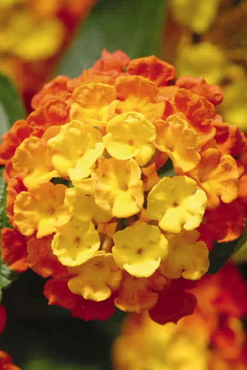 Lantana 'Landmark Citrus' flowers in bloom up close ©Clesen Wholesale