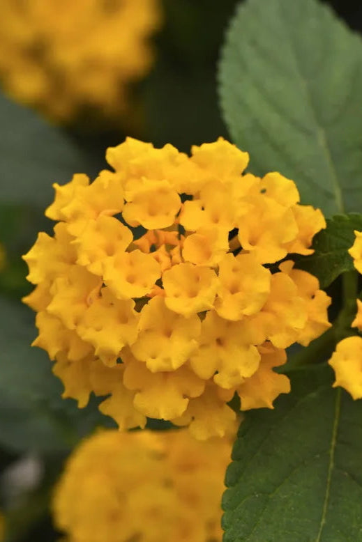 Lantana 'Landmark Gold' flowers in bloom up close ©Clesen Wholesale