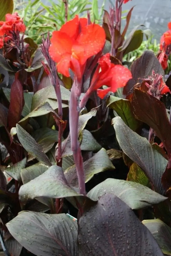 Canna 'Tropicana Black' red flower and dark leaves up close ©Clesen Wholesale