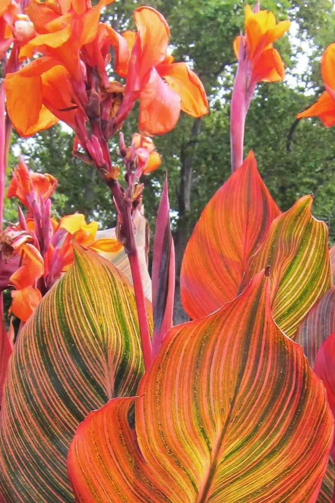 Canna 'Tropicana' in bloom showing off its colorful leaves ©Clesen Wholesale