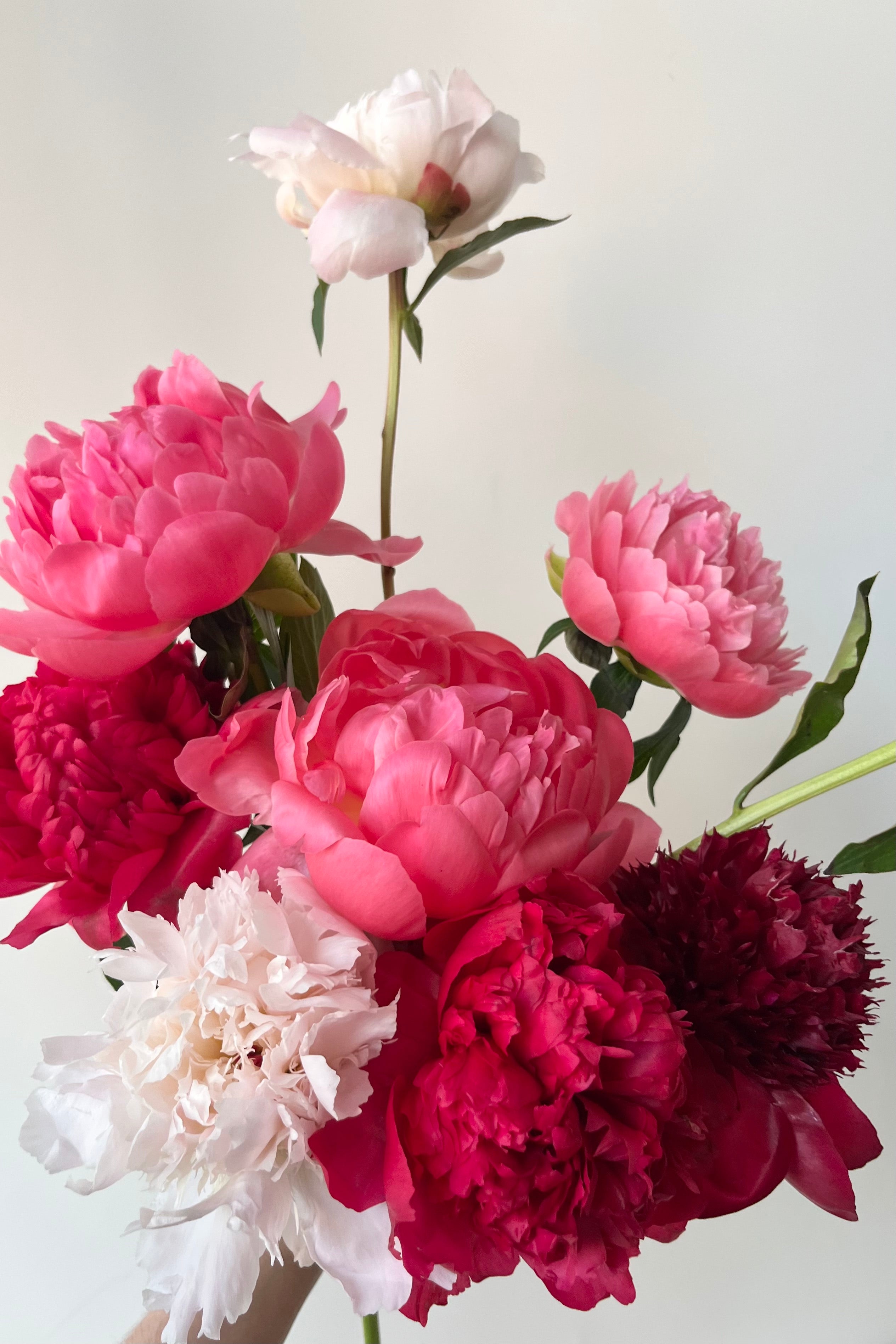 A detail shot of a bouquet of pink, red, and white Peony flowers against a light gray background ©Sprout Home #size_$75