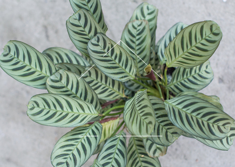 Light green plant with dark green striping on oval shaped leaves against a grey background