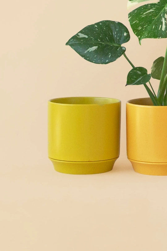 Parker Palm Planter colorful plant pots with a green plant on a beige background ©Jungle Club