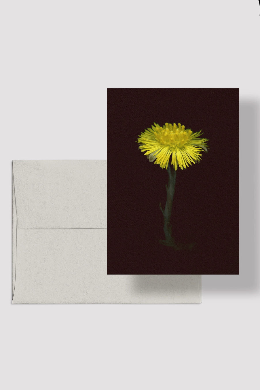 Coltsfoot reeting card with a yellow flower on a dark background,©Raoul & Simone