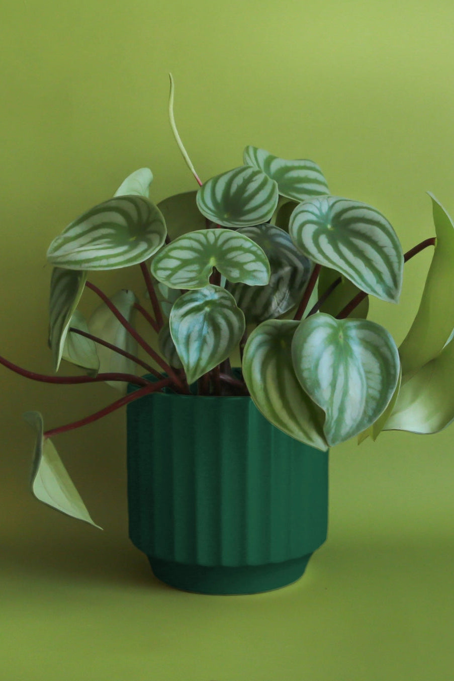 Potted plant with heart-shaped leaves in a Rainforest Monroe on a green background ©Jungle Club