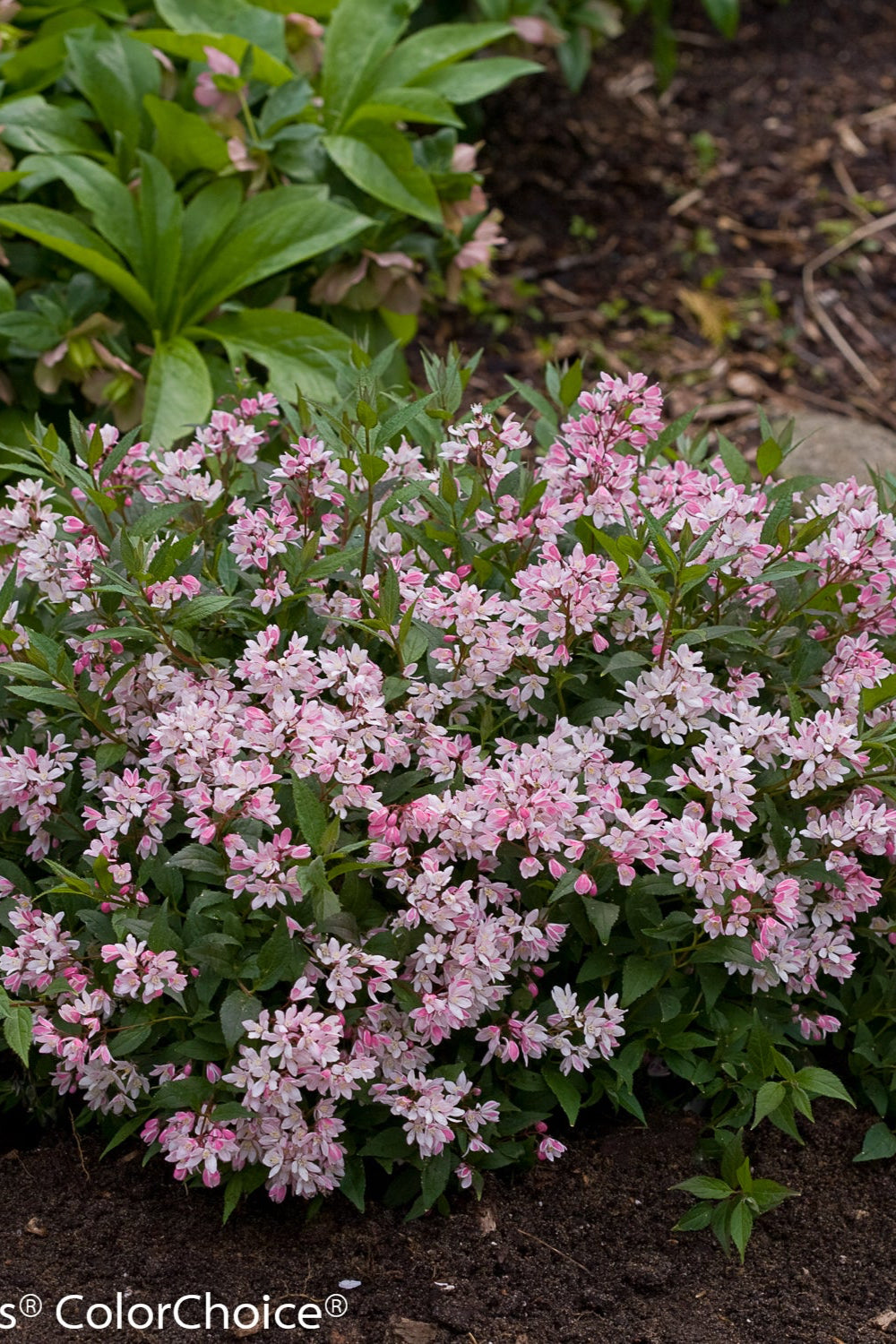 Deutzia 'Yuki Cherry Blossom' in bloom and in the landscape ©Proven Winners Color Choice / Bailey Nurseries