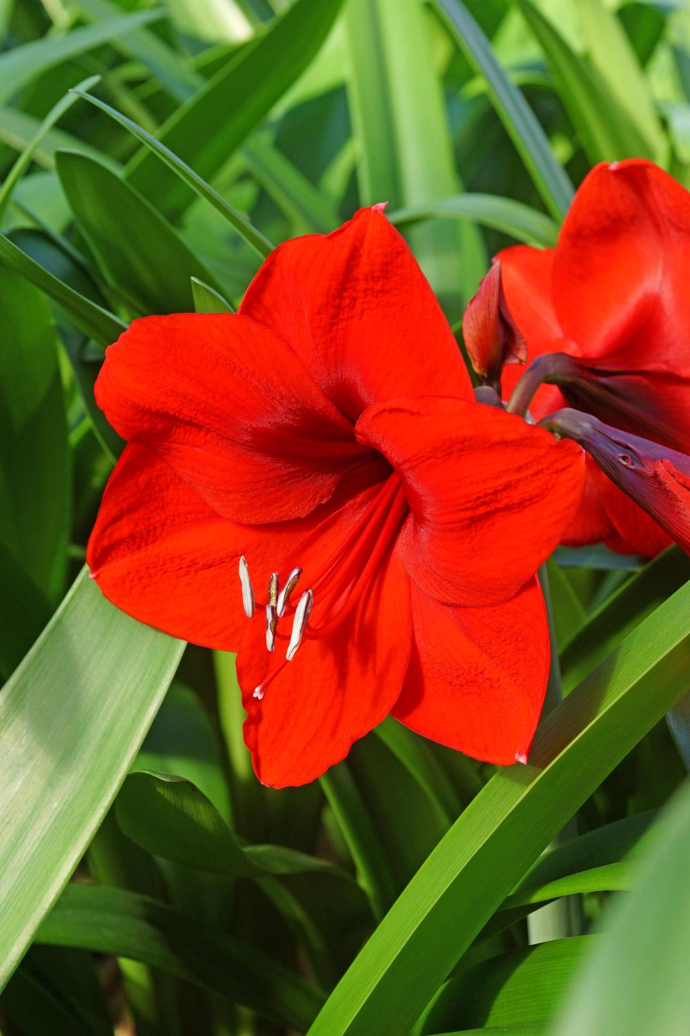 Close-up of Hippeastrum (Amaryllis) 'Red Lion' Bulb bright red amaryllis flower with green leaves. ©De Vroomen