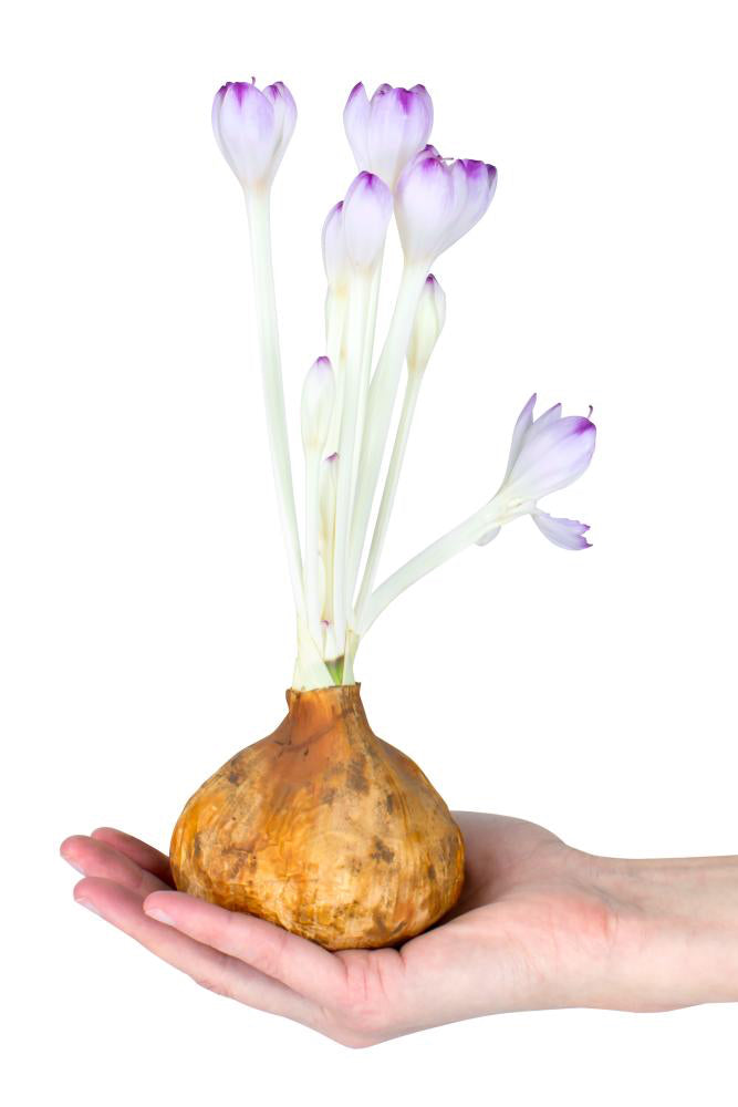 Hand holding a Colchicum 'The Giant' Bulb in bloom with purple and white on a light gray background ©De Vroomen
