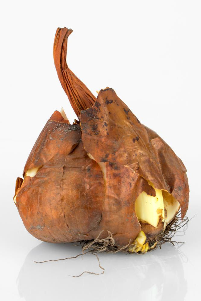 Colchicum 'The Giant' Bulb prior to forcing on a white background ©De Vroomen