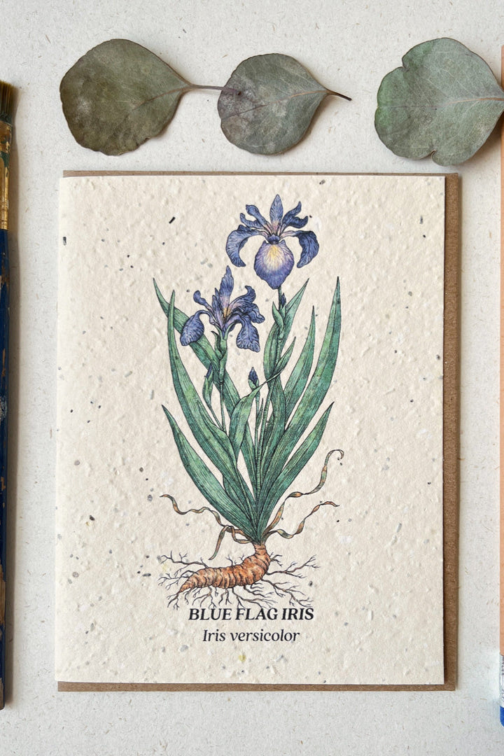 Blue Flag Iris card showing the iris on the front and some dried eucalyptus leaves above it.