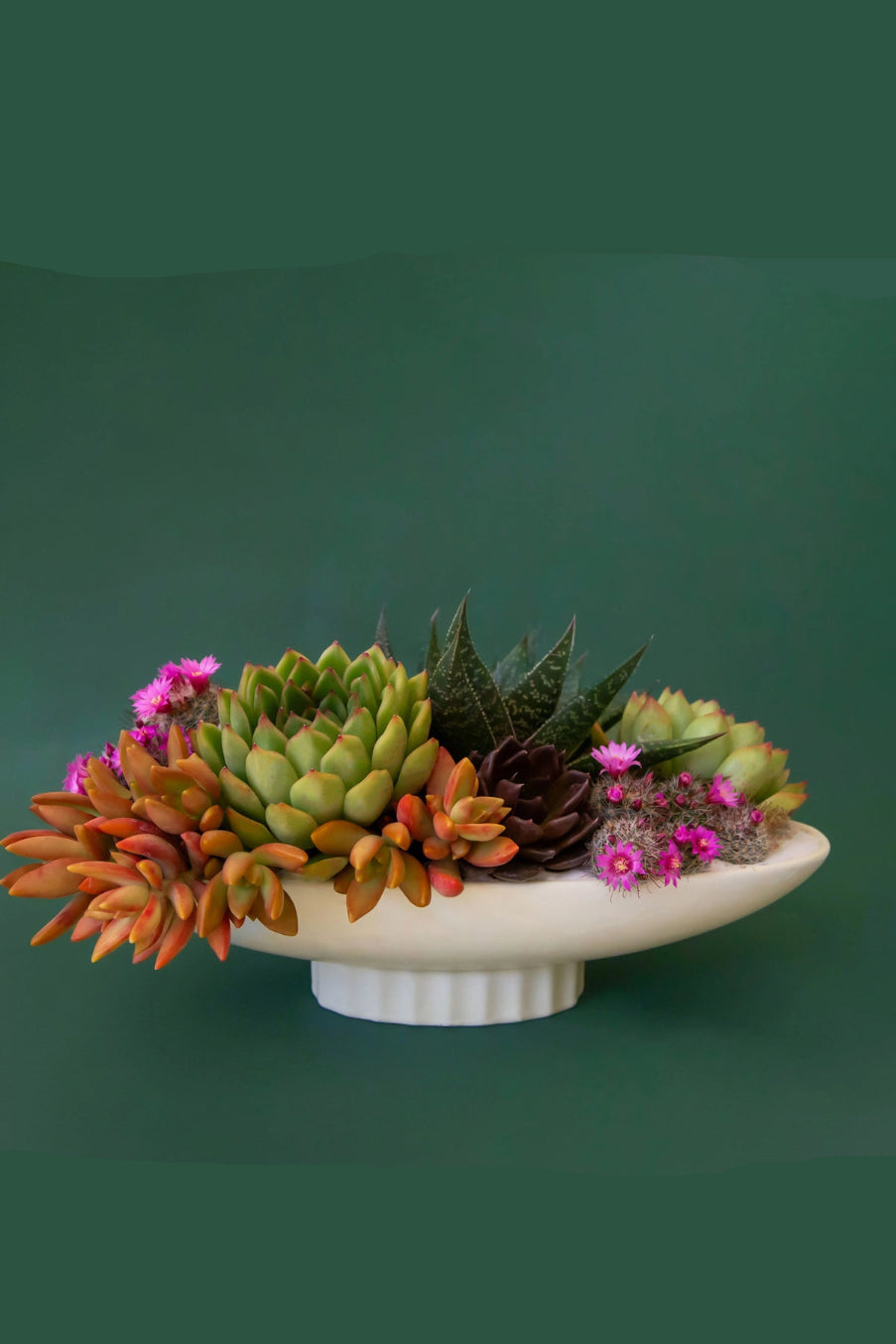 Colorful arrangement of succulents in a white Luna Bowl against a green background ©Jungle Club