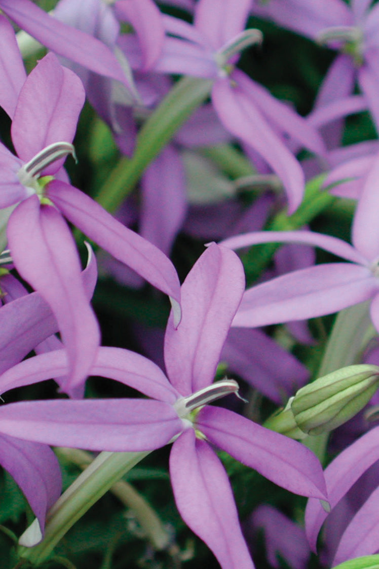 Laurentia 'Beths' Blue' star shaped purple blue flowers up close ©Elite Growers