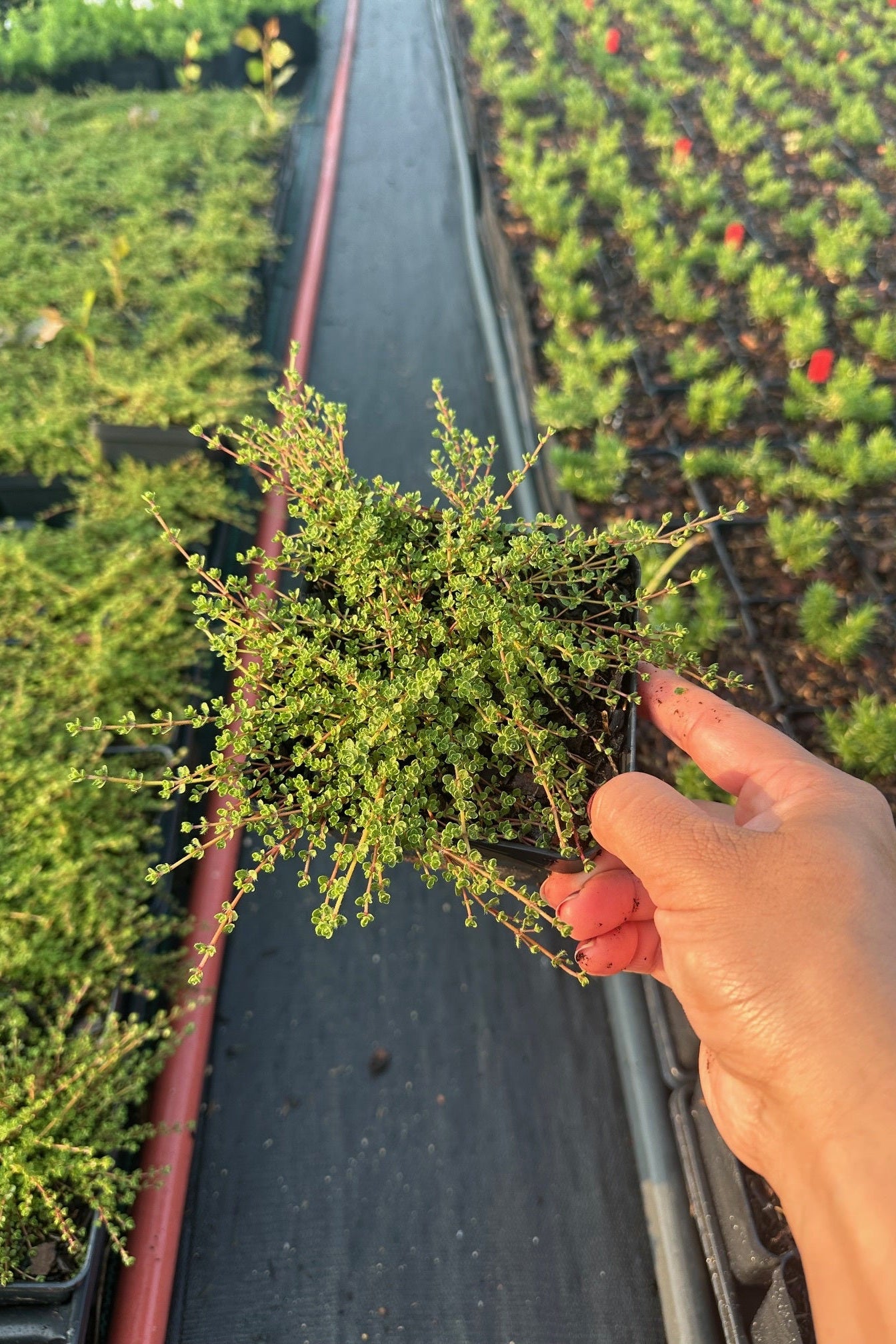 Hand holding a Thymus 'Pink Chintz' 1qt plant over a row of young plants in a nursery setting ©Elite Growers