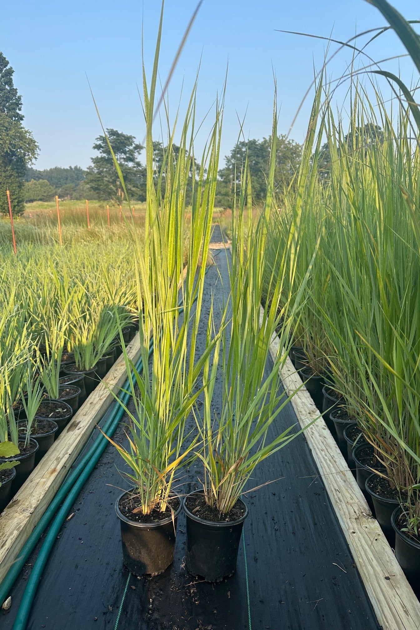 two Panicum 'Northwind' grasses in #1 pots at the growers ©Elite Growers