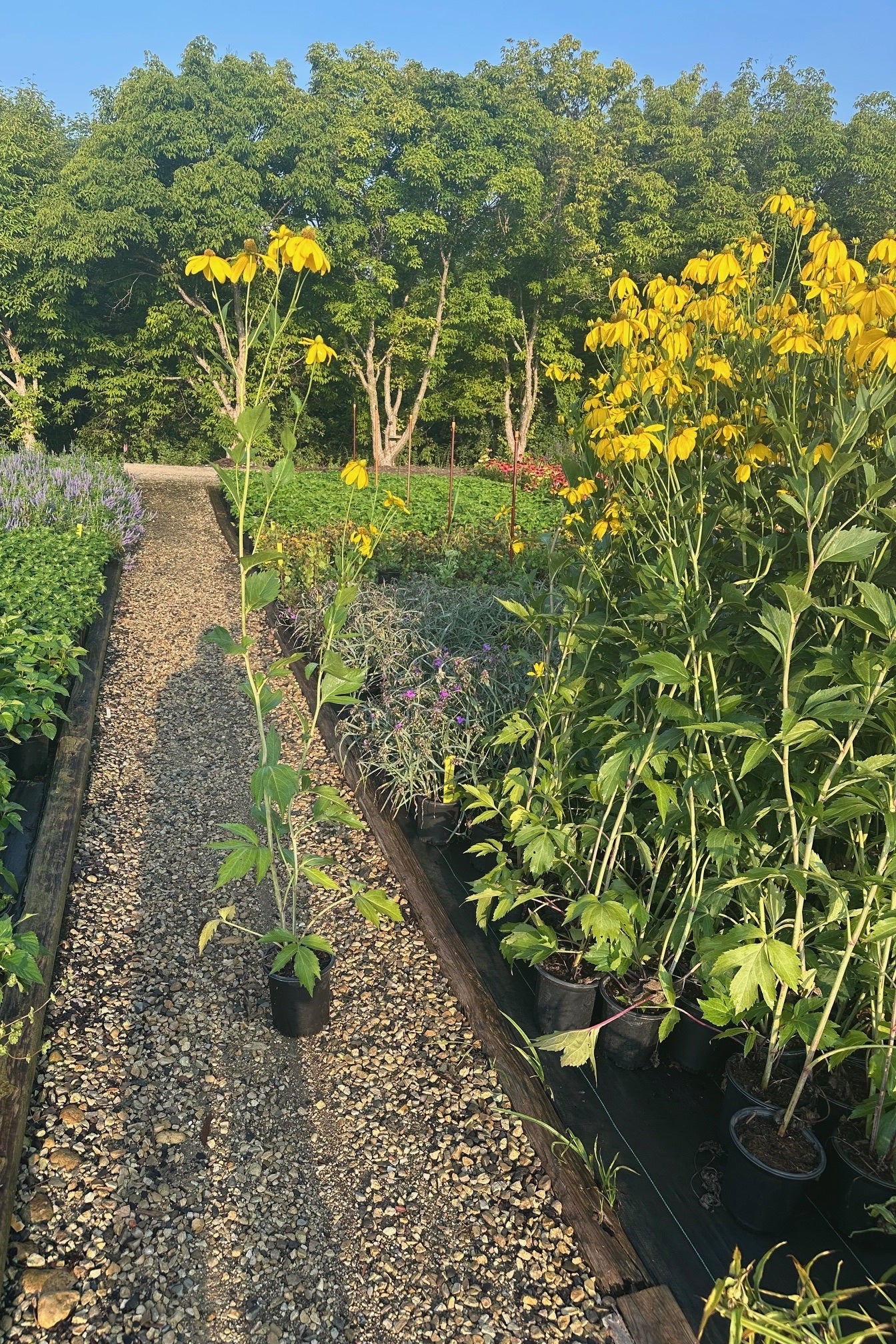 Rudbeckia 'Herbstsonne' in a #1 growers pot at the nursery ©Elite Growers