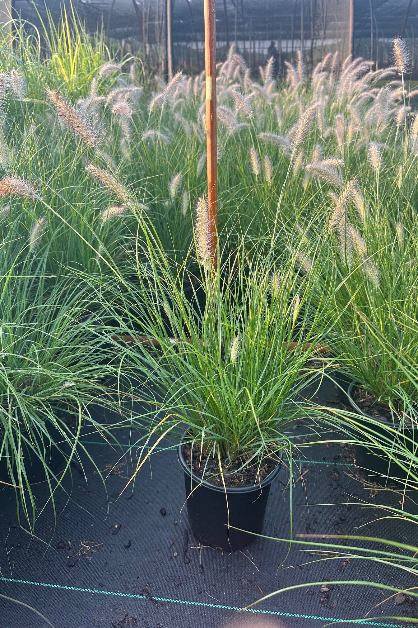 a group of Pennisetum alop. 'Piglet' #1 in bloom at the nursery ©Elite Growers