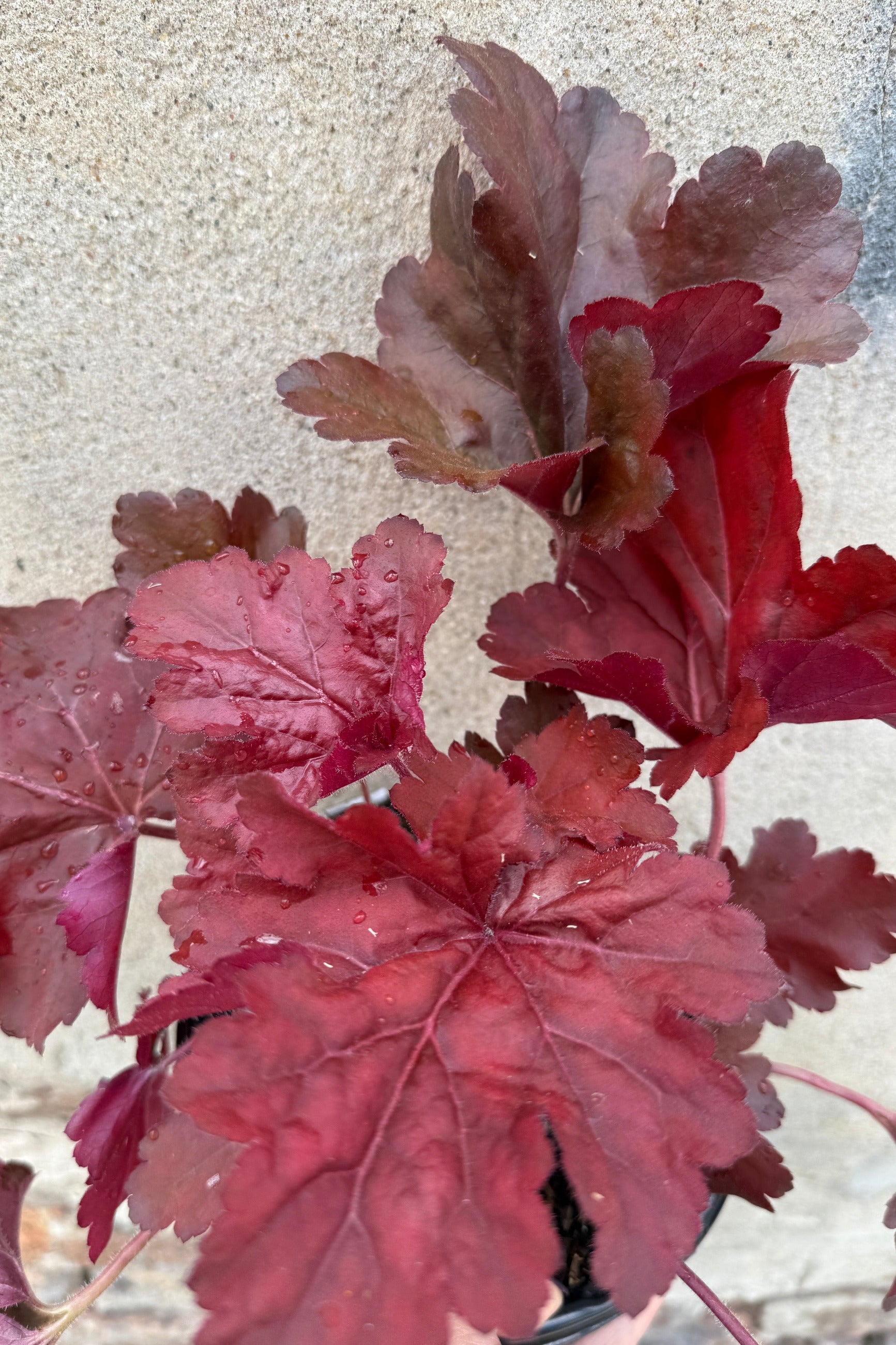 Close-up of Heuchera 'Mahagony Monster' red and purple heuchera leaves with a light background mid June ©Sprout Home