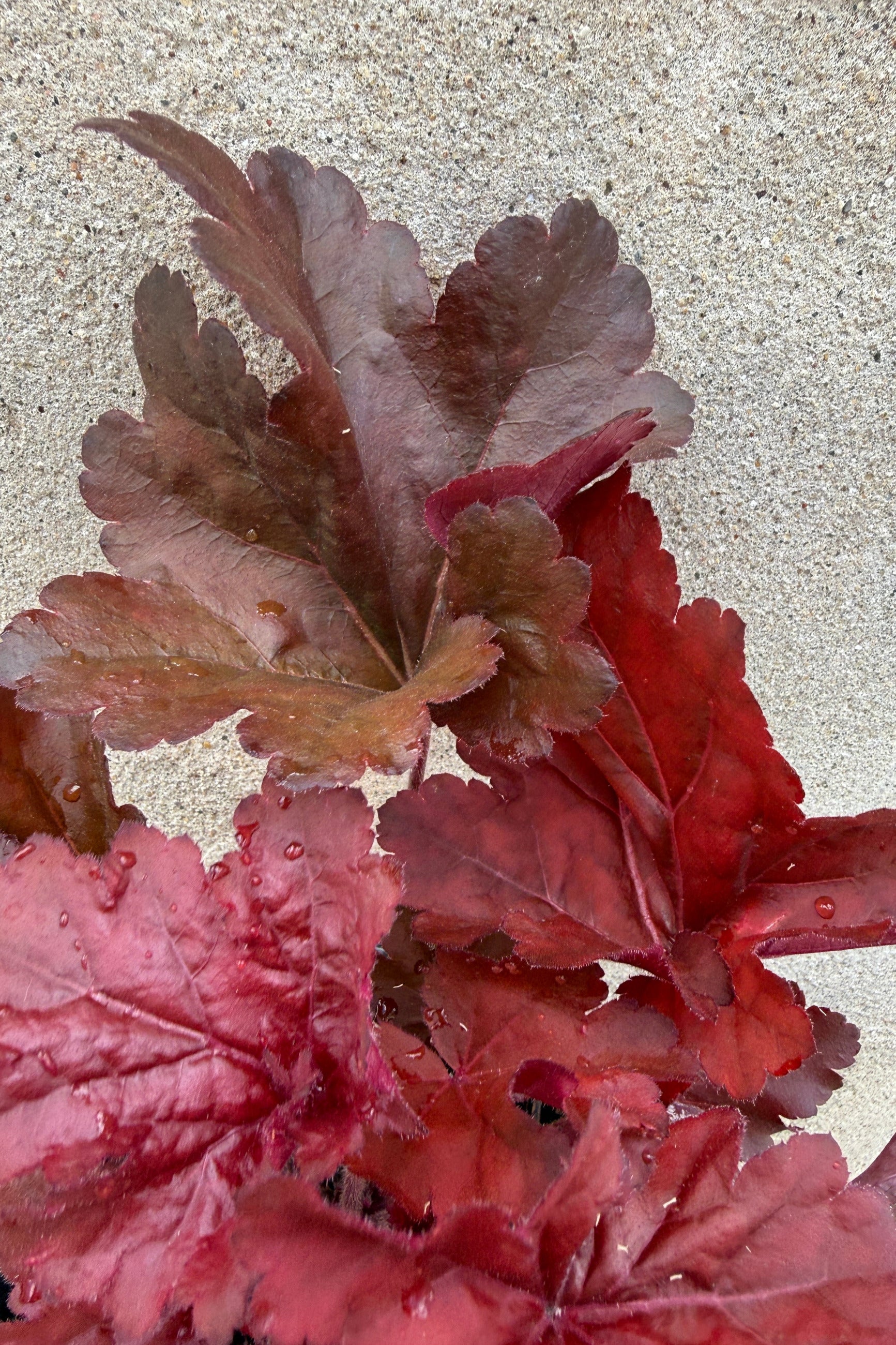 Close-up of red and pink foliage of Heuchera 'Mahagony Monster' mid June on a textured surface ©Sprout Home