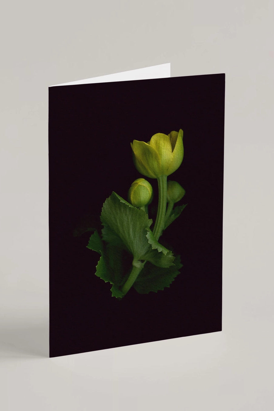 Marsh Marigold reeting card with yellow flowers on a black background  ©Raoul & Simone