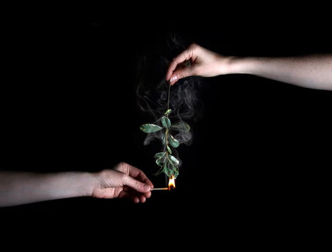 Two hands holding a lit match and a small plant against a black background ©Fischersund
