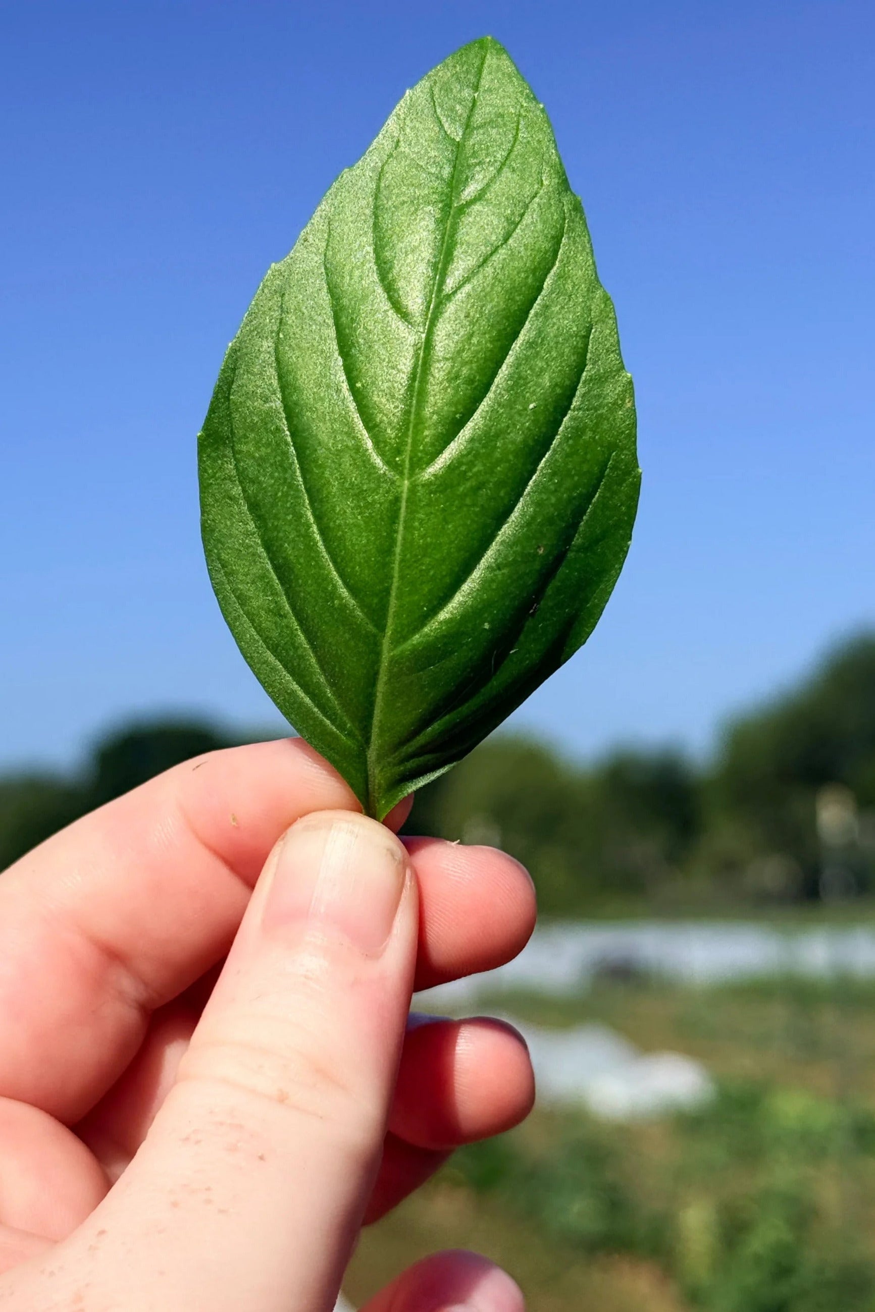 A hand holding a single green Genovese Basil leaf against a blurred outdoor background of blue sky and greenery. ©Hudson Valley Seed Co.