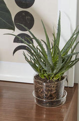 Clear glass pot and saucer potted with an Aloe plant in front of a white and black framed print and on a wood table. 