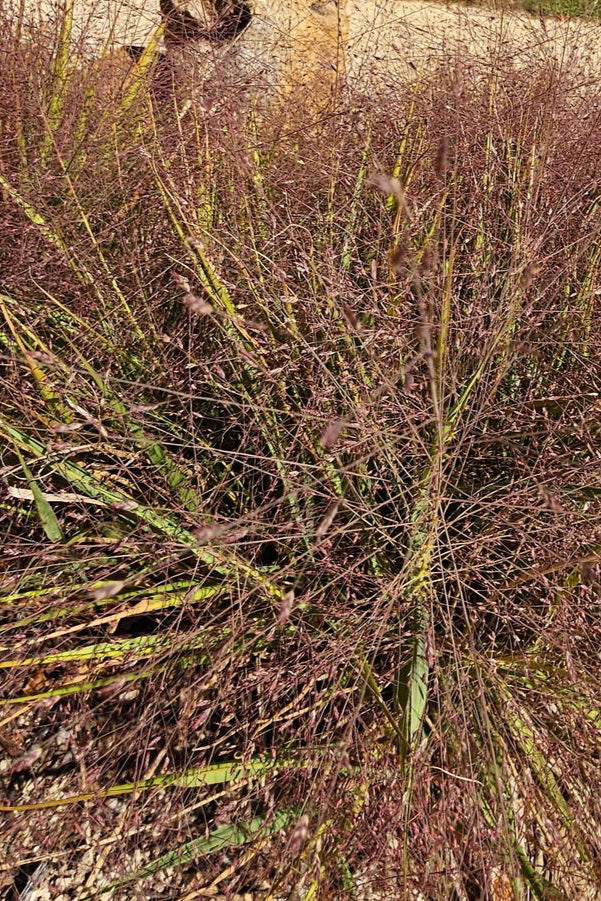 Eragrostis spectabillis  planted in the landscape against concrete ©Hoffie Nursery
