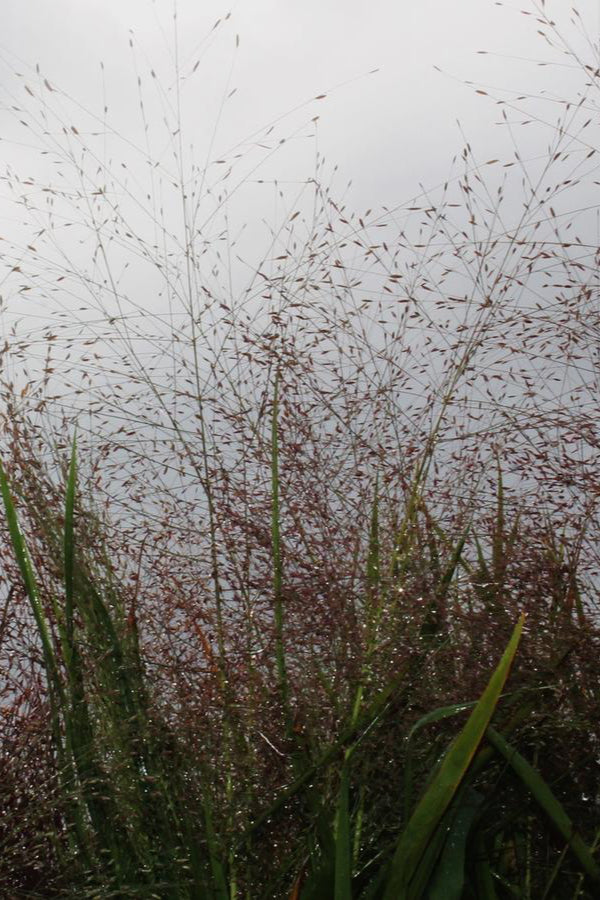 Tall Eragrostis spectabillis grasses swaying in the wind against a gray sky ©Hoffie Nursery