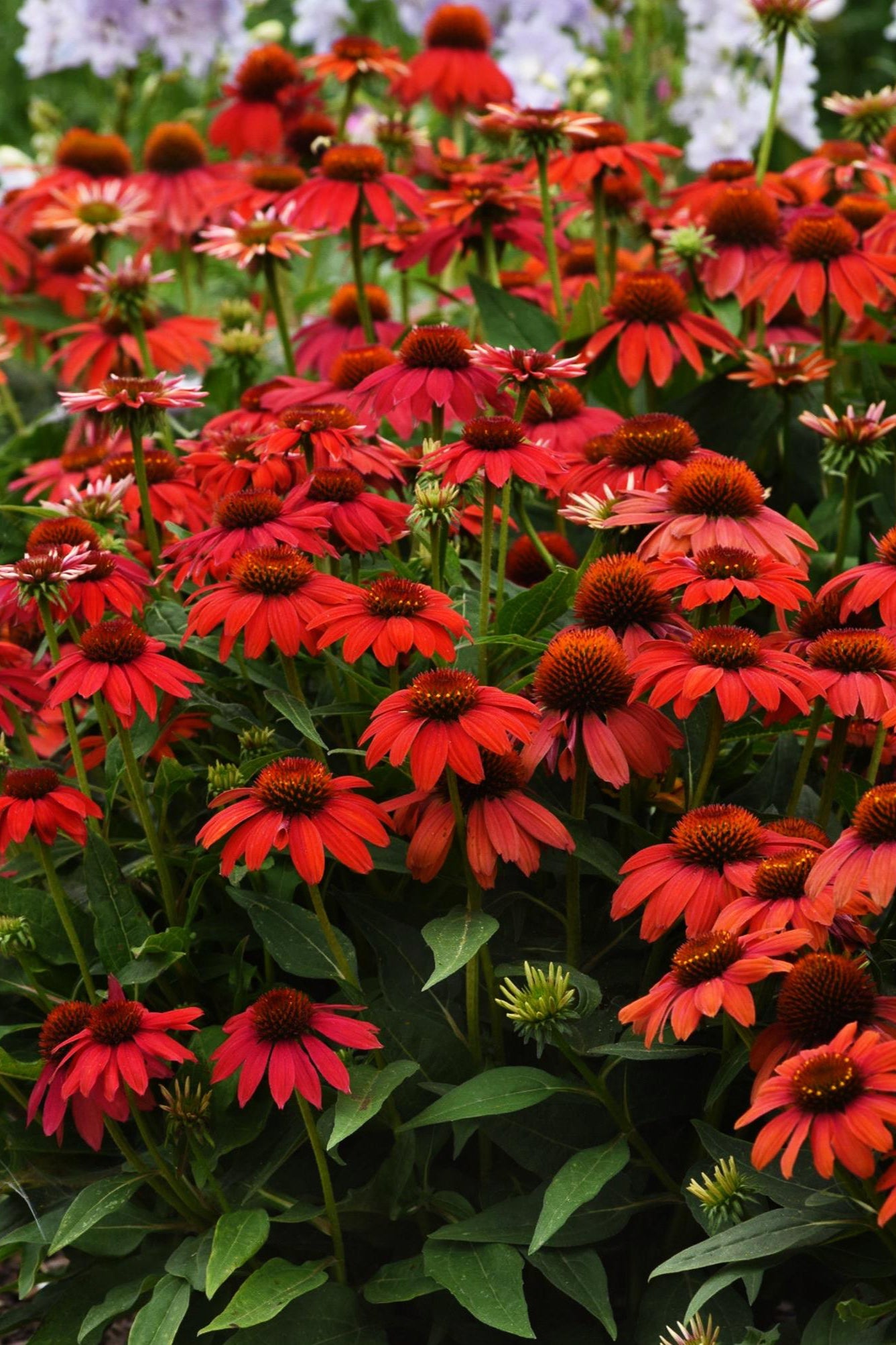 close up of the open flowers of Echinacea 'Artisan Red Ombre' planted in mass ©Hoffie Nursery