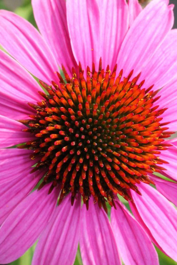 Echinacea purpurea 'Magnus' flower up close ©Hoffie Nursery