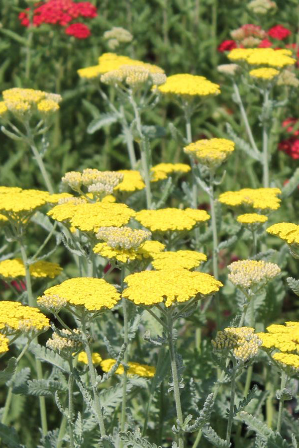 Achillea 'Moonshine' planted en mass and flowering. ©Hoffie Nursery 
