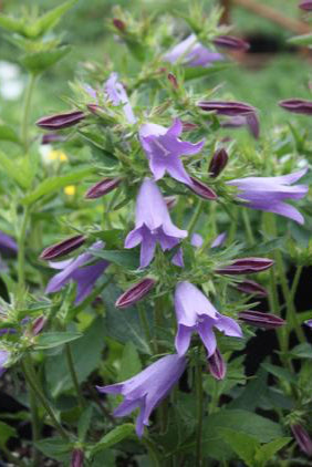 Campanula 'Viking' up close and in bloom ©Hoffie Nursery