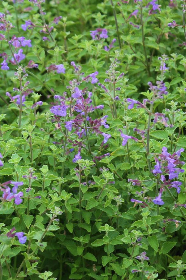 Nepeta faassenii 'Kit Cat' planted in mass and blooming ©Hoffie Nursery