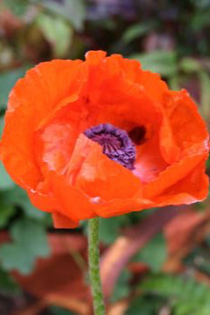 Papaver o. 'Brilliant' flower in full and up close ©Hoffie Nursery