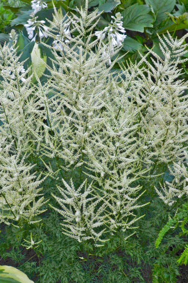 Aruncus 'Fairy Hair' in bloom white flowers in a garden ©Hoffie Nursery