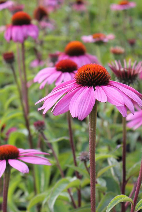 Echinacea purpurea 'Magnus' planted en mass and in bloom  ©Hoffie Nursery