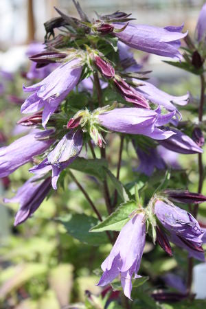 Campanula 'Viking' up close and in bloom ©Hoffie Nursery