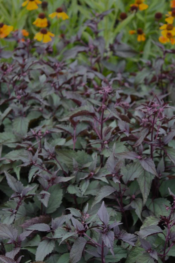Close-up of Eupatorium r. 'Chocolate' planted in mass dark purple tinted leaves with yellow flowers in the background ©Hoffie Nursery