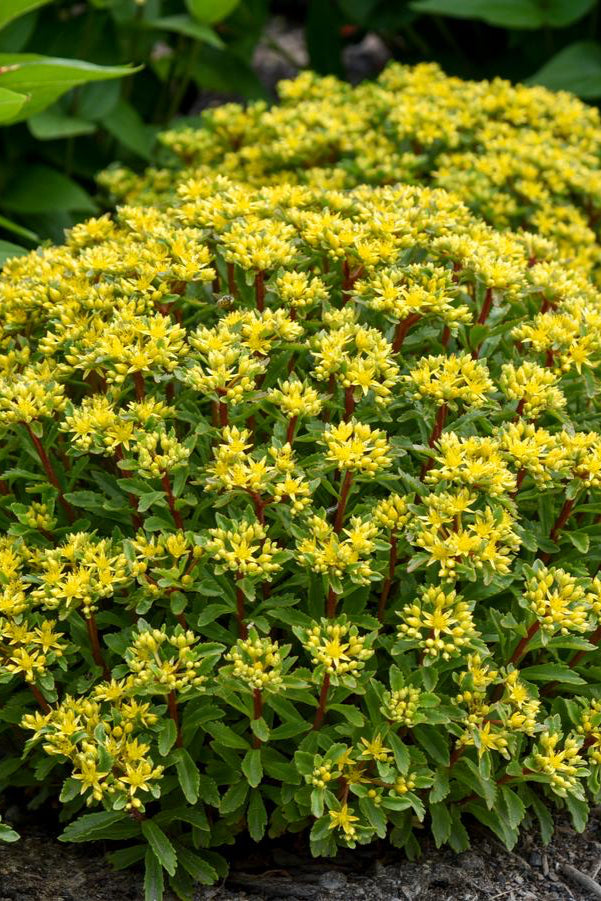 Sedum 'Rock 'n Round Bright Idea' planted in mass and blooming ©Hoffie Nursery